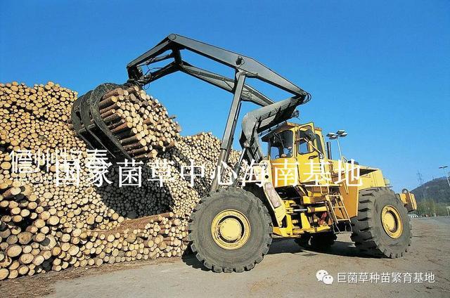 造紙?jiān)咸矫?植物稈莖如何變成我們手中的紙張